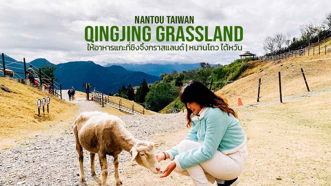 ให้อาหารแกะที่ ชิงจิ้ง กราสแลนด์ ไต้หวัน | Qingjing Grassland Taiwan Nantou