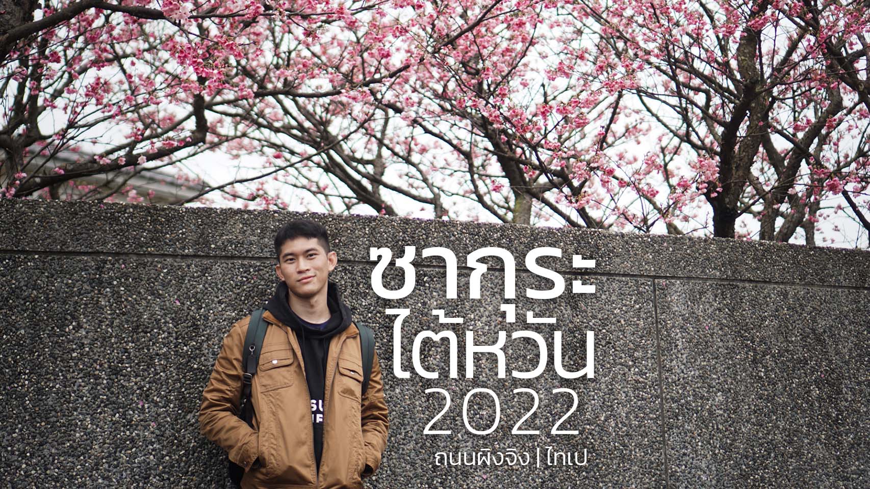 ซากุระ ไต้หวัน 2022 ถนนผิงจิง หยางหมิงซาน ไทเป