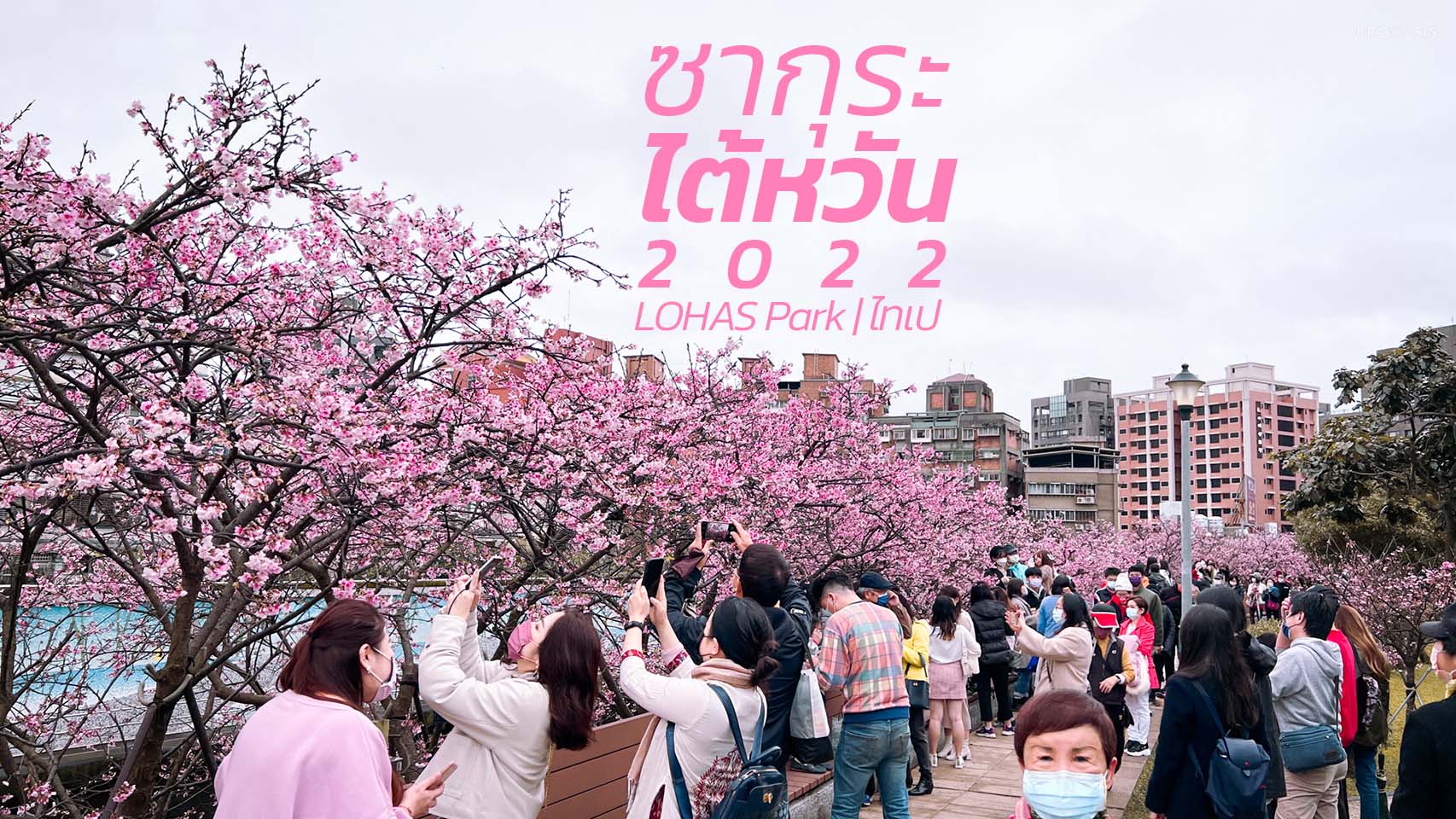 ซากุระ ไต้หวัน 2022 ที่ สวนเล่อหัว Lohas Park 樂活公園 ไทเป