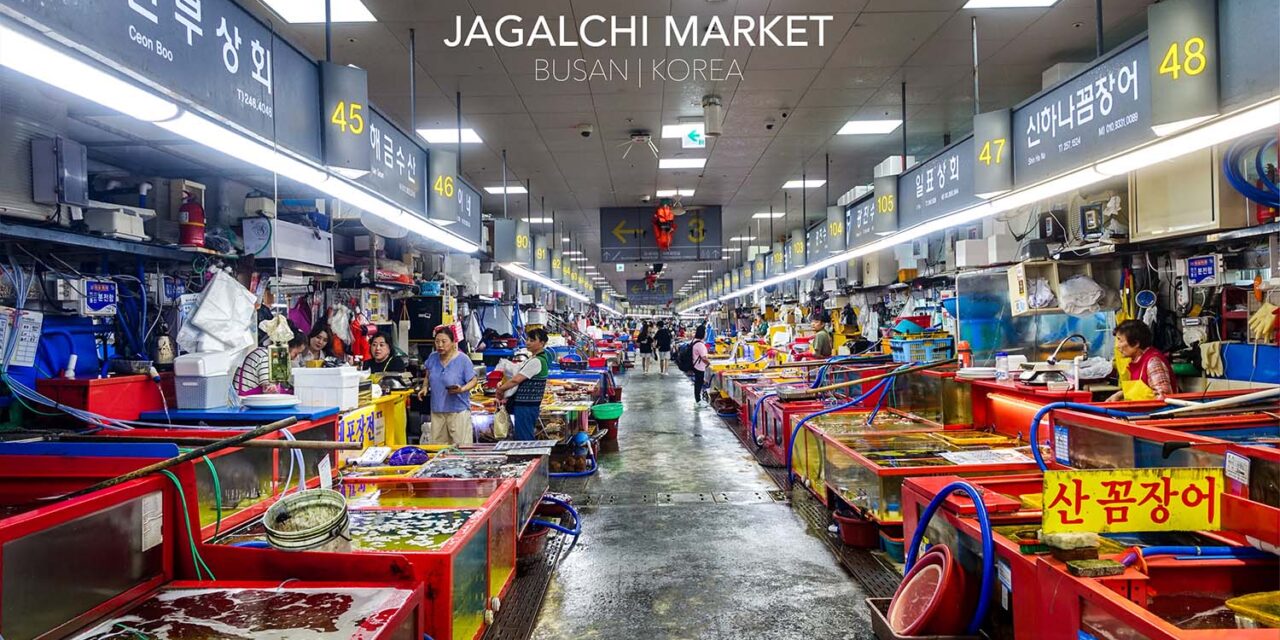พาบุก Jagalchi Market! ตลาดปลาที่ใหญ่ที่สุดในเกาหลี ซีฟู้ดสดเด้ง