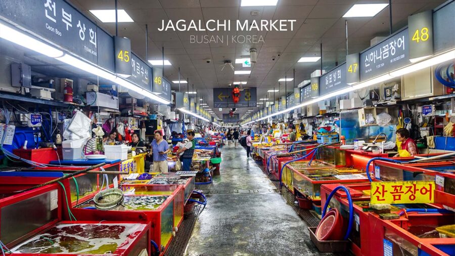 พาบุก Jagalchi Market! ตลาดปลาที่ใหญ่ที่สุดในเกาหลี ซีฟู้ดสดเด้ง