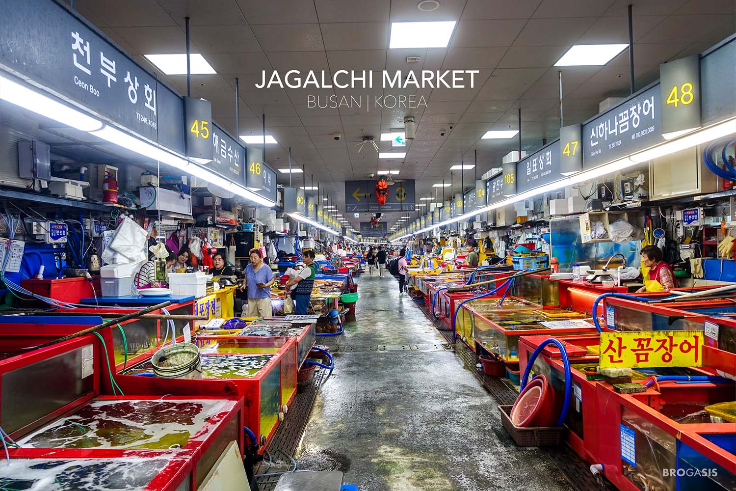 พาบุก Jagalchi Market! ตลาดปลาที่ใหญ่ที่สุดในเกาหลี ซีฟู้ดสดเด้ง